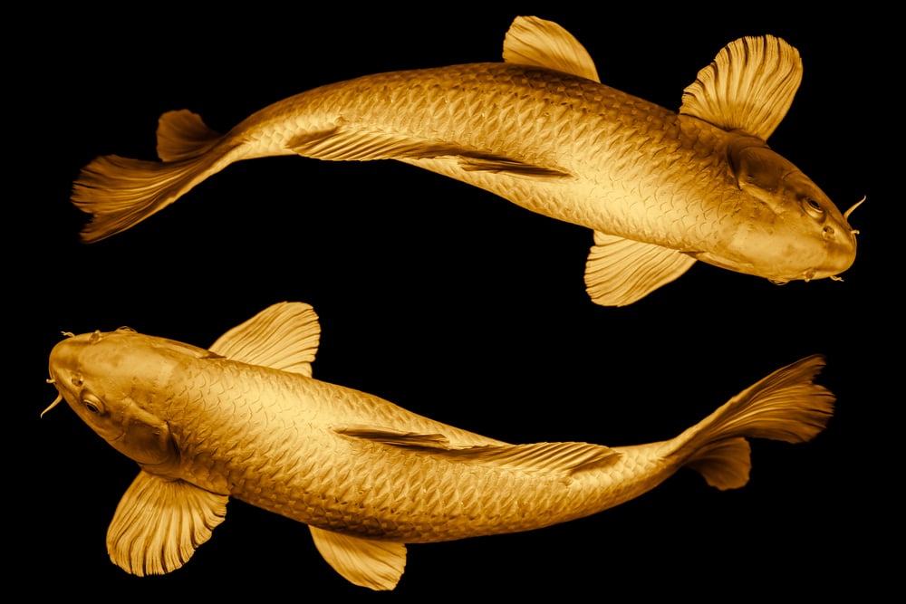 golden fish
